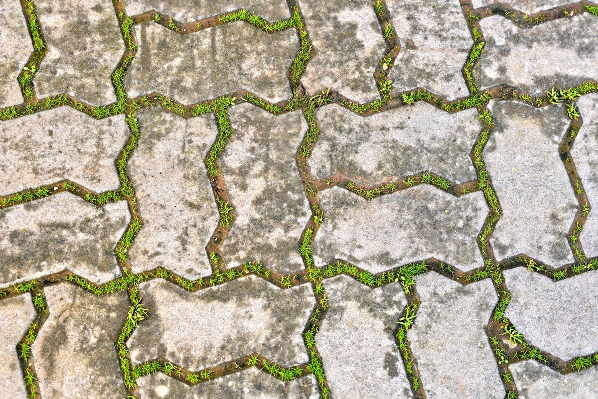 Close-up of interlocking concrete pavers with grass and weeds growing out of every joint where the sand has washed out